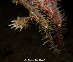female and male ornate ghost pipefish. by Steve De Neef 